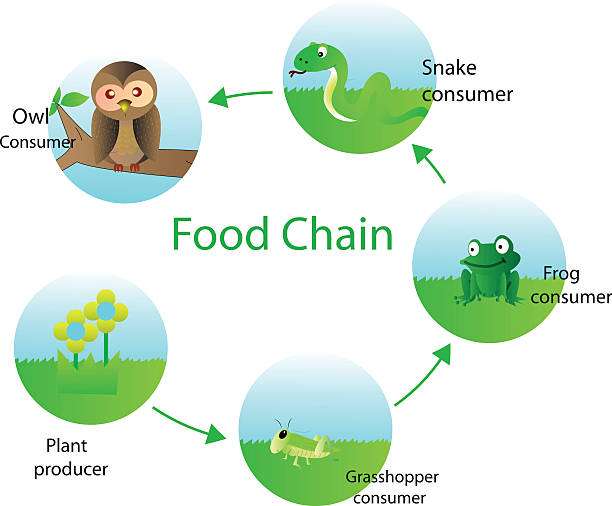Interpreting Food Chain Diagrams Understand the Basic Components and Glean Insight